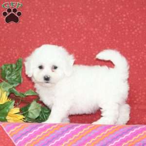 Plum, Bichon Frise Puppy